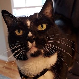 Meet your Posher, Savannah